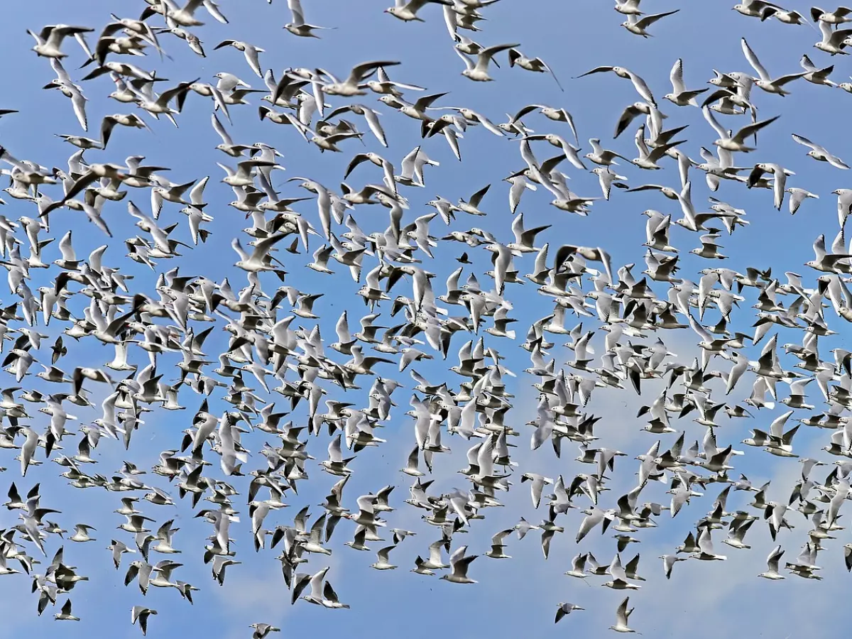 A large flock of birds flying in formation in the sky.