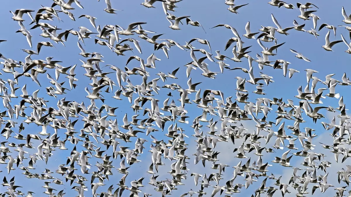 A large flock of birds flying in formation in the sky.