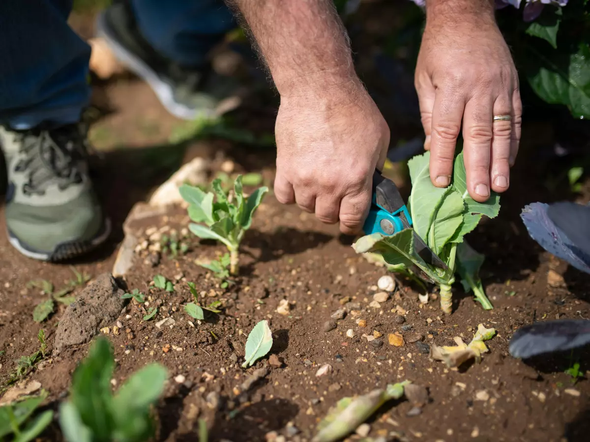 A close-up of a person's hands pruning a small plant. The person is wearing green shoes and blue jeans. The plant is in the ground and has green leaves.