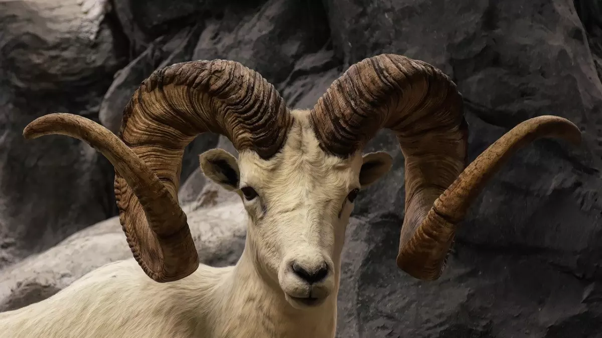 A close-up of a mountain goat