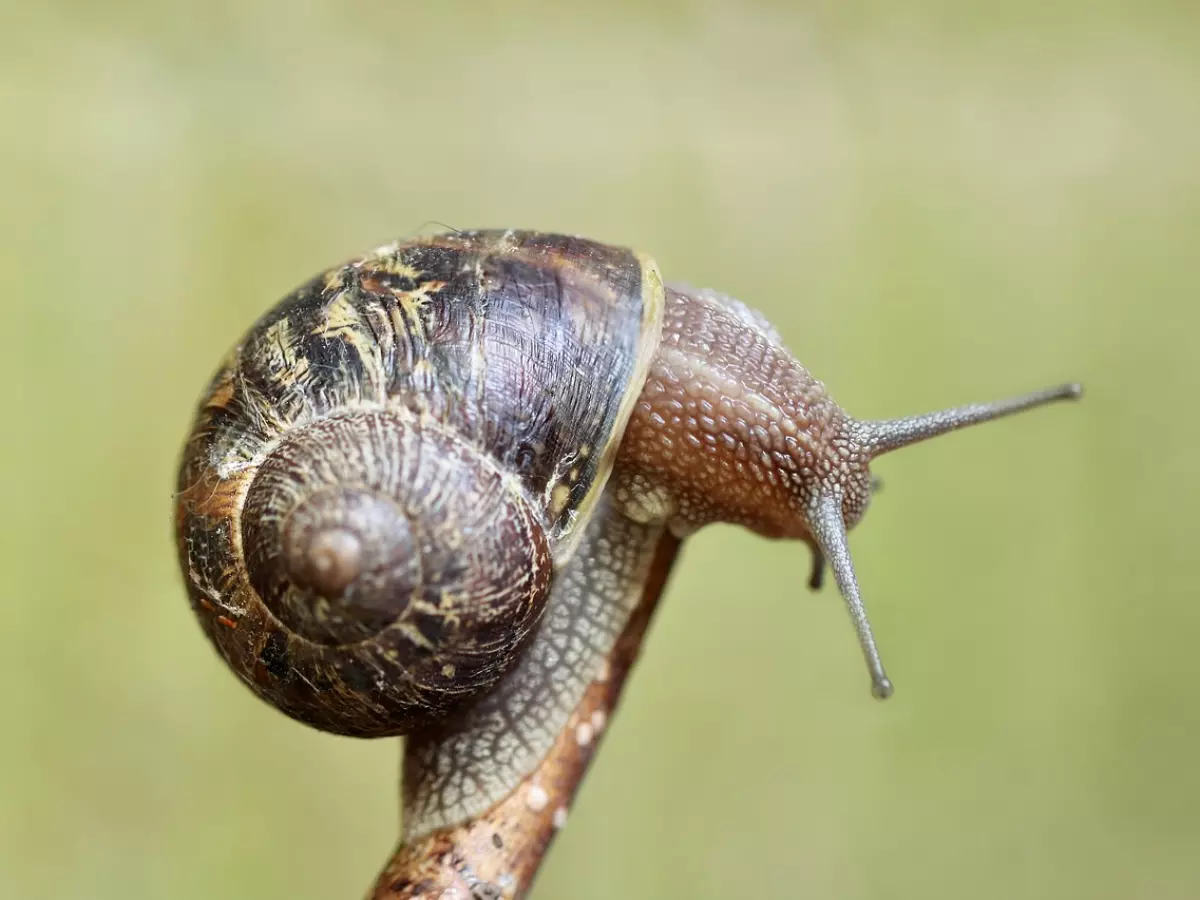 A close-up of a snail on a branch.